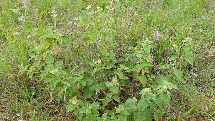 country mallow