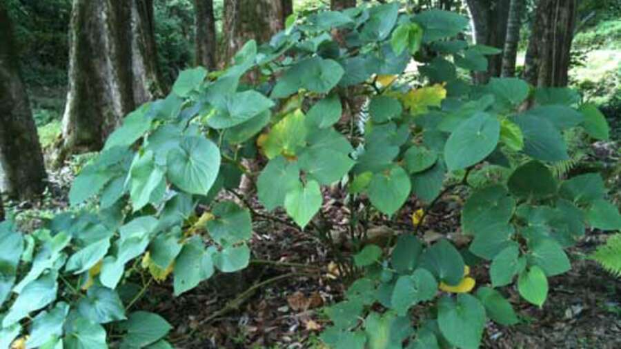 kava