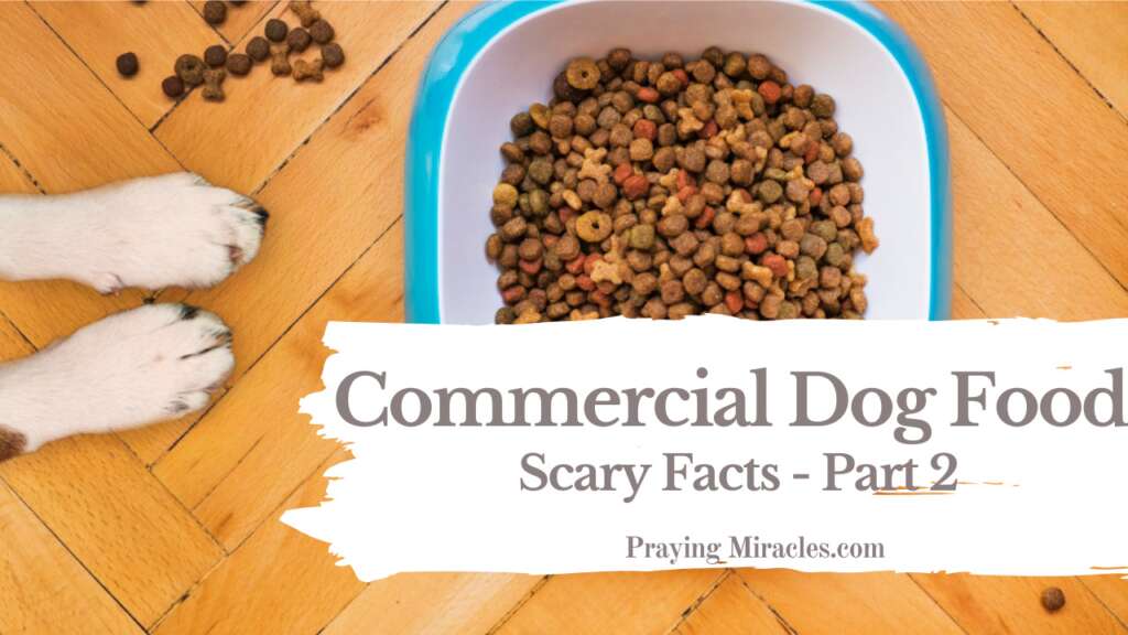 Commercial Dog Food Scary Facts Part 2 Praying Miracles