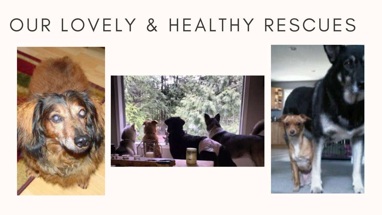 healthy pups don't need commercial dog food