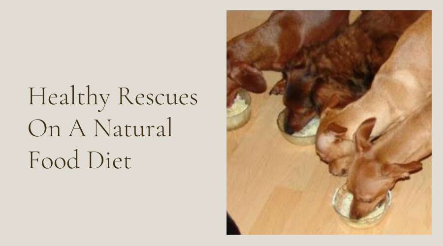 what's in a commercial dog food