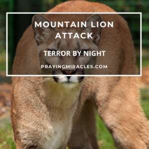 mountain lion attack