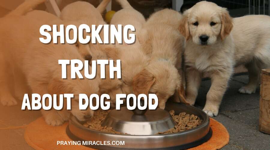 truth about dog food