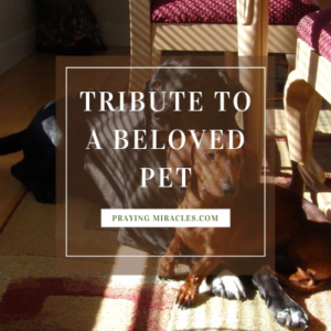 tribute to a beloved pet