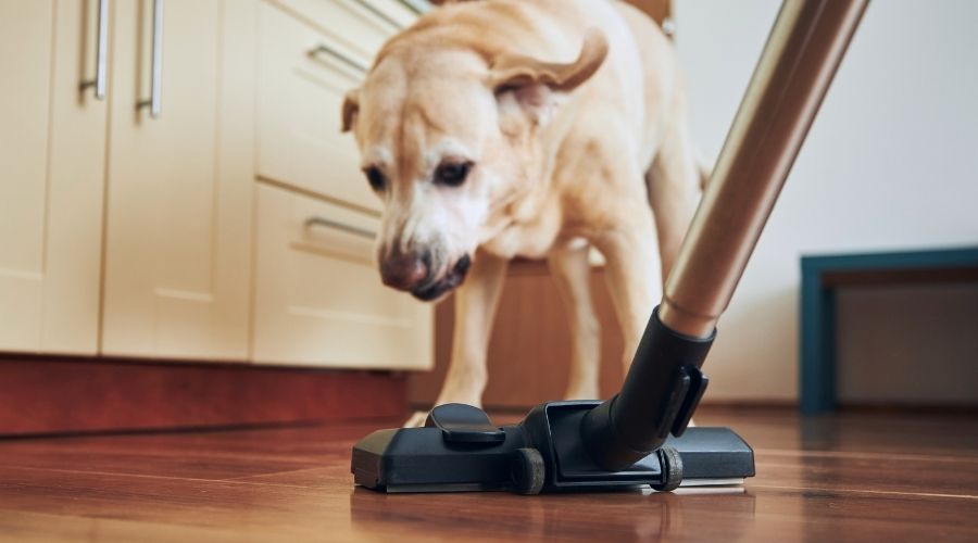 vacuum