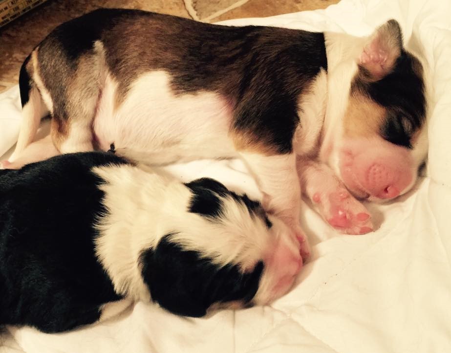 puppies in severe distress