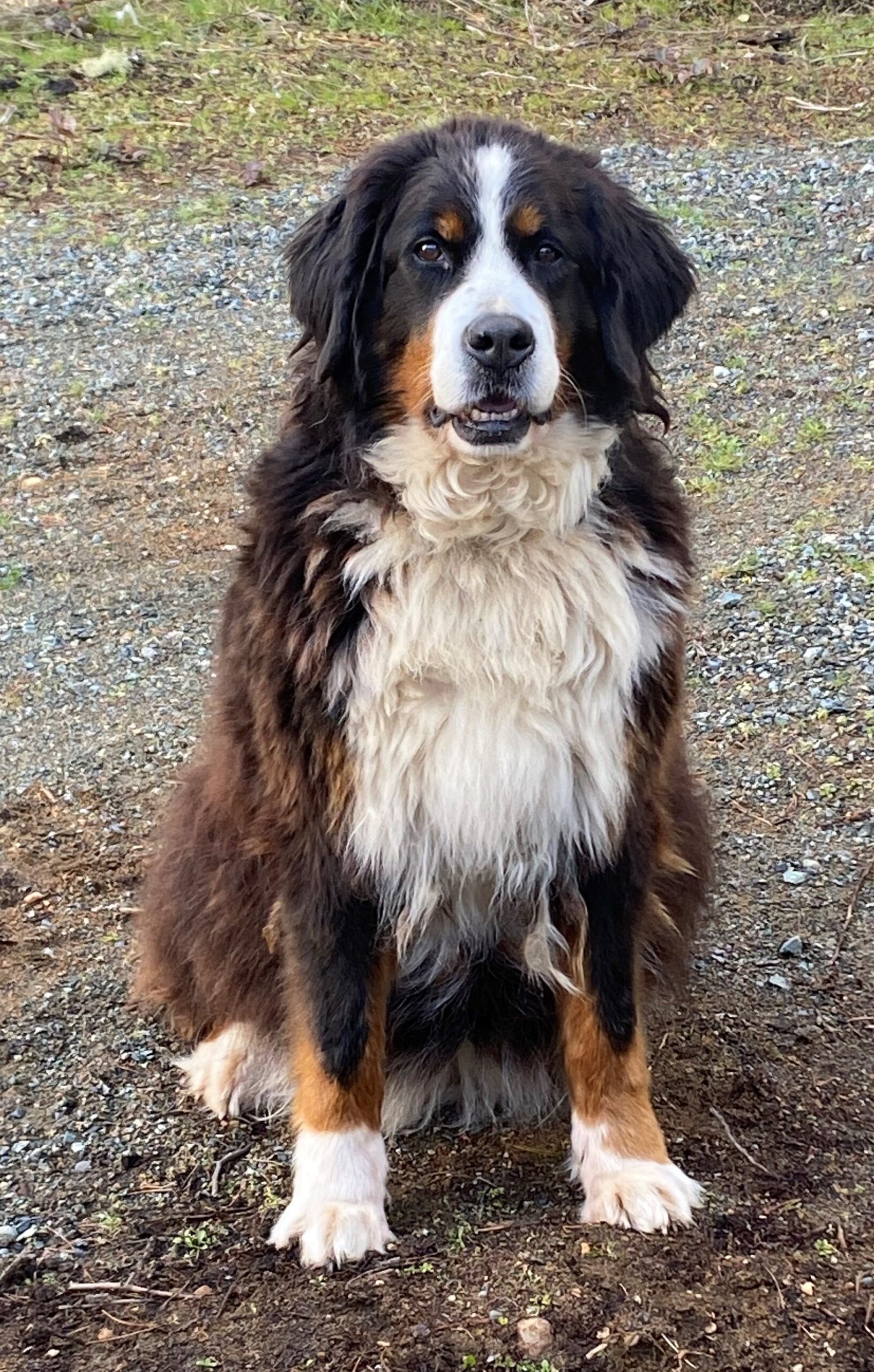 happy pup when charlie's time came