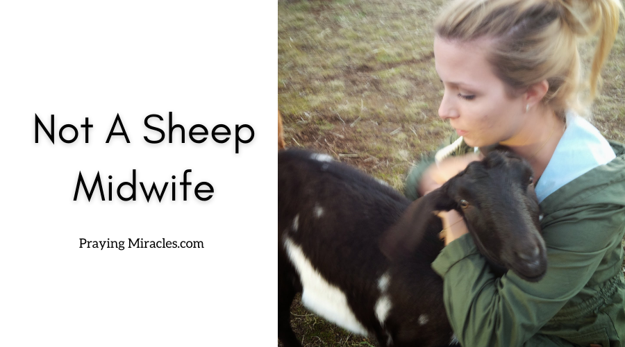 not a sheep midwife