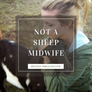 not a sheep midwife