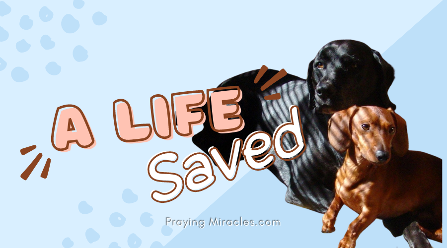 a life saved (1) a life saved