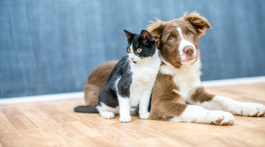 things i do not understand (1) pets