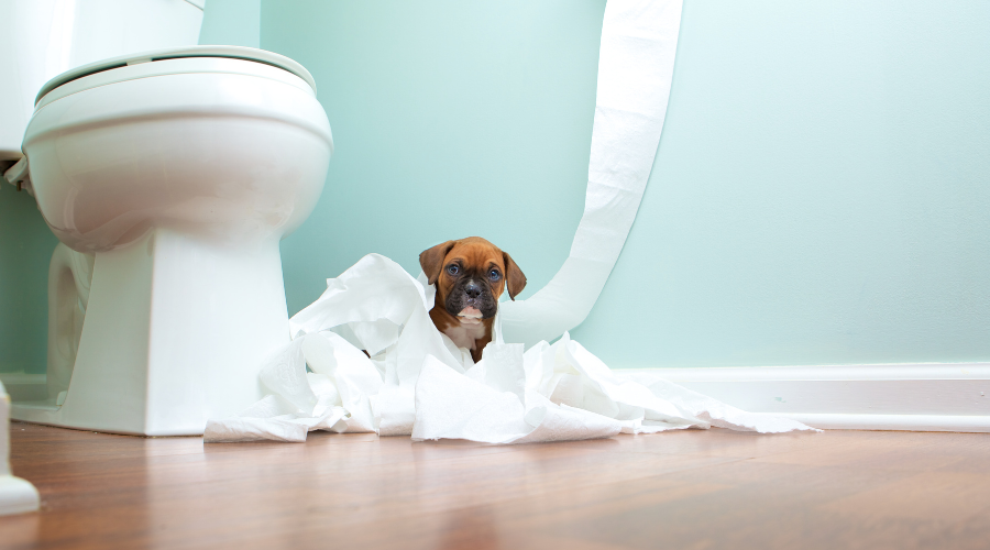 things i do not understand (3) toilet paper