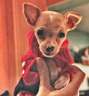 Lily-sweater2