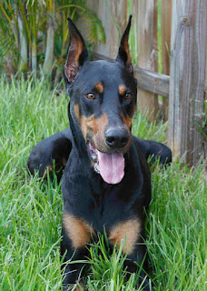 Rex