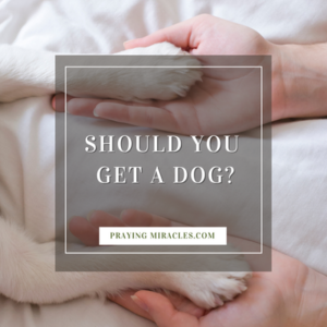 should you get a dog
