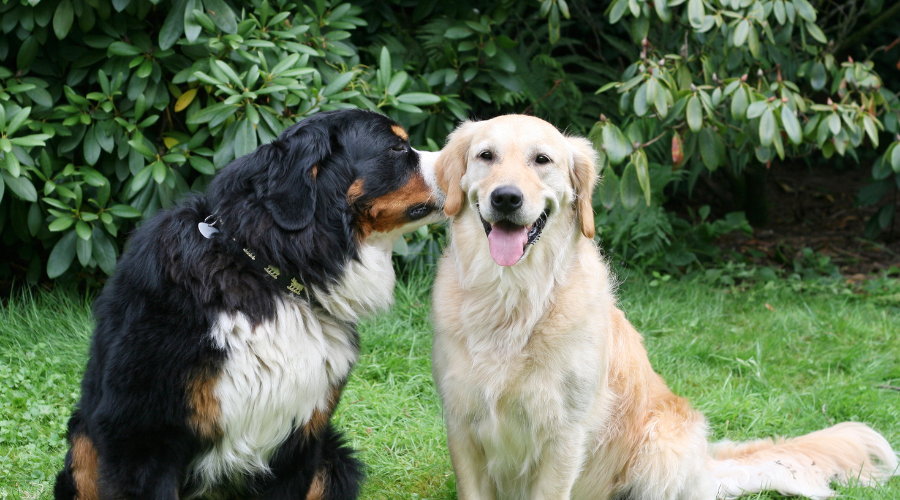 should you get a dog (10)