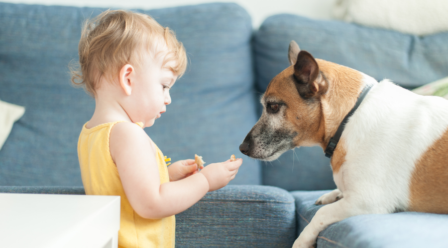 should you get a dog (11)