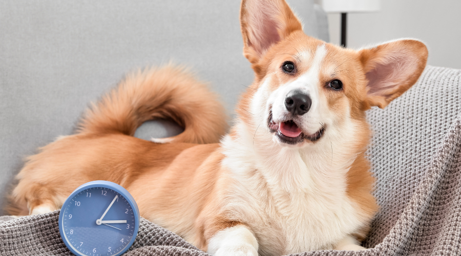 should you get a dog (2) alarm clock