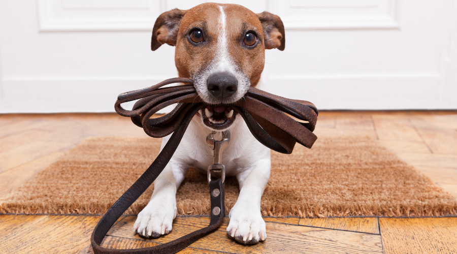should you get a dog (3)