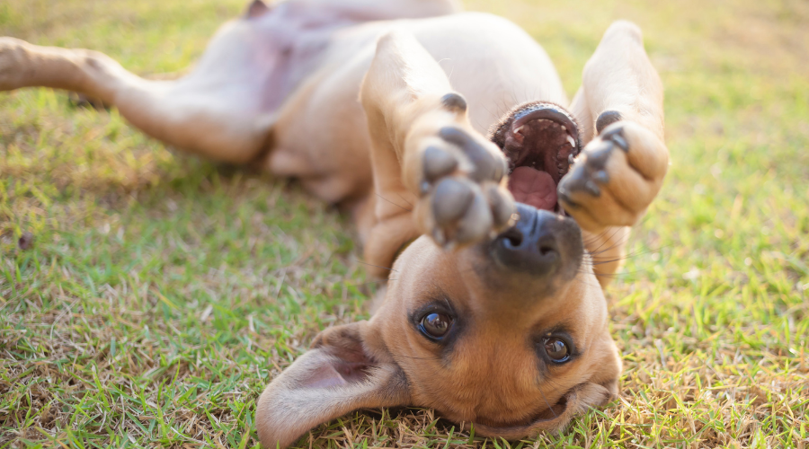 should you get a dog (4)