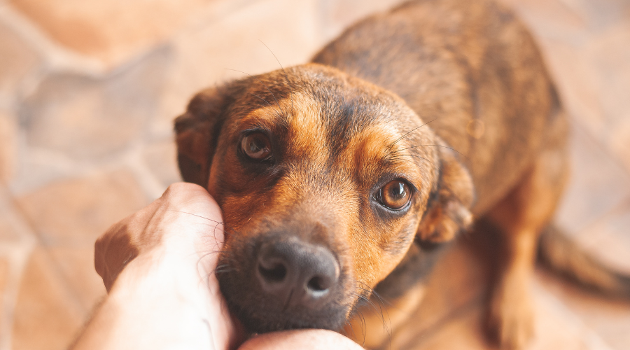 should you get a dog (6)