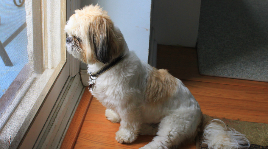 should you get a dog (7)