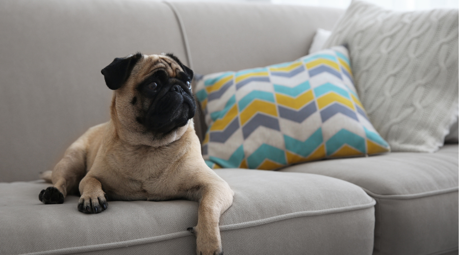 should you get a dog (9)