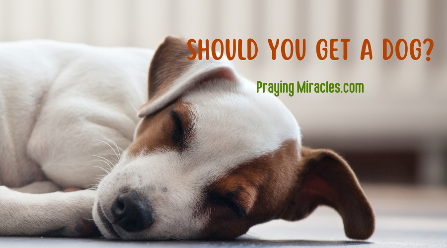 should you get a dog should you get a dog