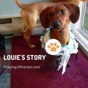 louie's story