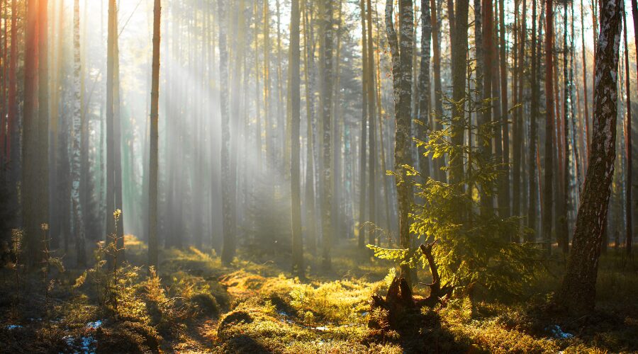 strength from god strength from god